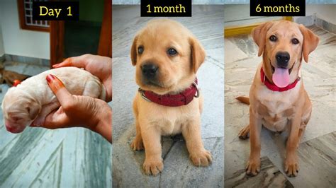 6 week old labrador|6 month old yellow lab.